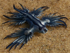 四种最危险的古代海洋生物