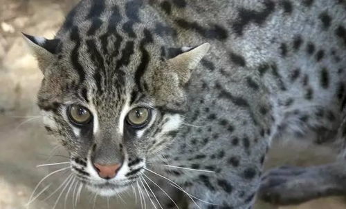 51区揭示会游泳的猫和渔猫