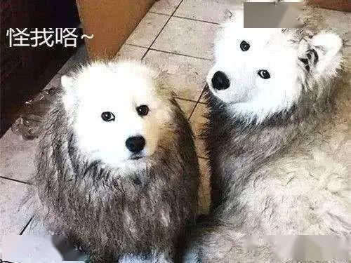 养宠物的人喜欢养一只可爱迷人的狗(喜欢养宠物的男人说明什么)