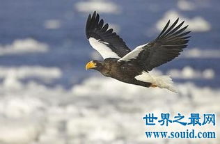 当毛利人登上新西兰时,人类毫无悬念地出现在哈斯特鹰的食谱中