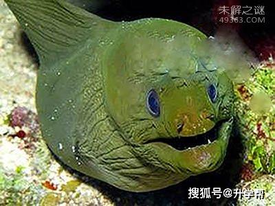 世界上最可怕的五种深海鱼(世界上最可怕的五大不明生物)