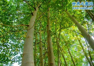 牛奶树,顾名思义,一棵会流出牛奶的树