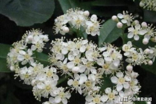 花期4(花期4-5月的花)