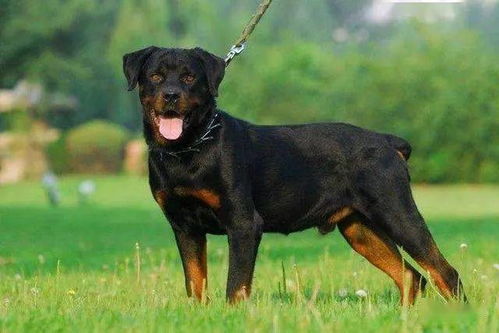 世界上最常见的护卫犬是卡斯特罗犬、杜宾犬和罗威纳犬(世界上常见的动物)