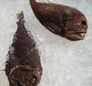 深海六大恐怖生物,隐藏在深不可测的大海中,不仅有大白鲨(深海100000米以下生物恐怖)