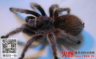 智利红玫瑰蜘蛛能放手吗?(智利红玫瑰蜘蛛有毒吗)