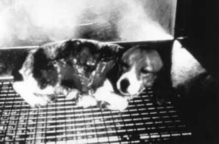 人类历史上最残忍的十大恐怖酷刑(人类历史上最残忍的事件)
