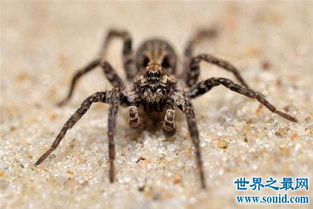什么是家里的蜘蛛?上户蜘蛛怎么养?(家里很大的蜘蛛叫什么)