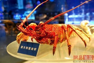 世界上最大的澳大利亚大龙虾(世界上最大的飞机)