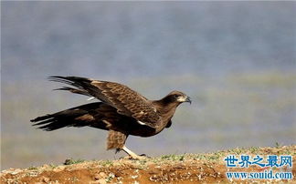 鸟类是人们生活中常见的生物