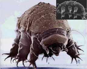 地球上最有活力的生物是什么?(地球躁动有活力)