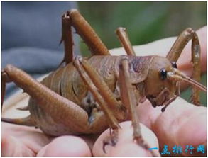 蜱是什么虫? 为什么蜱喜欢寄生在动物上?
