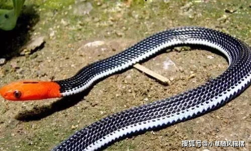 蓝长腺珊瑚蛇在自然界中有天敌吗?(蓝长腺珊瑚蛇是保护动物吗)