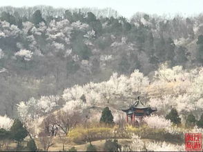燕京八景有多美?
