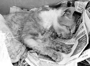 思考微波炉虐猫事件:虐猫人的做法(微波炉虐猫事件)
