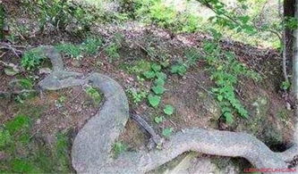 桂平挖蛇事件是真的吗?(广西桂平挖蛇事件是真的吗)