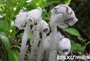水晶兰有毒吗?(死亡之花水晶兰有毒吗)