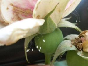 优昙婆罗花真的存在吗?(优昙婆罗花科学解释)