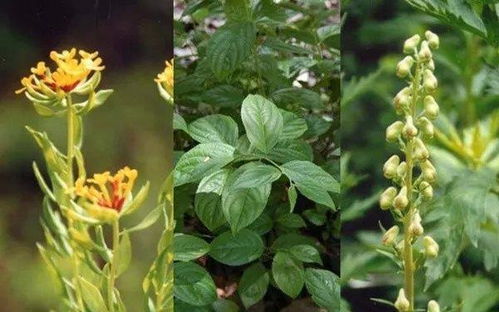 断肠草也有药用价值,有镇痛、祛热祛湿的作用(断肠草的药用)