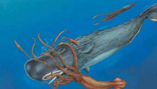 大王乌贼是深海中最神秘的生物(大王乌贼为什么生活在深海)
