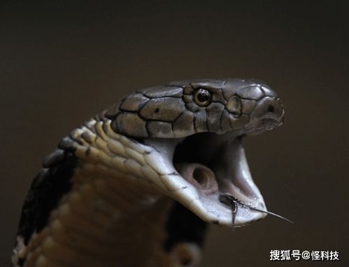 皇帝眼镜蛇王会喷毒液,特殊攻击眼睛会导致永久性失明(喷毒眼镜蛇王)