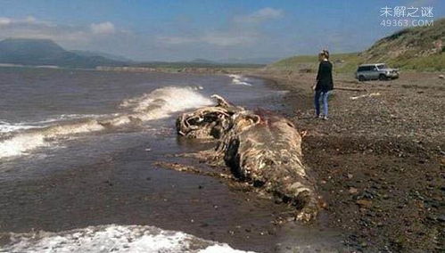 卡布罗龙真的存在吗?一名渔民在2009年拍摄了一段神秘的视频