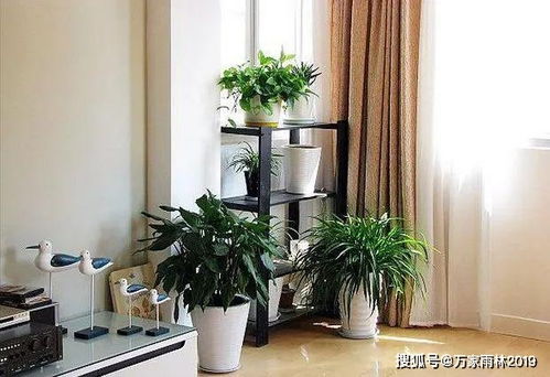 盘点客厅最旺宅的大型植物，这些植物种家里驱邪避祸财源广进 客厅最旺宅的放什么花