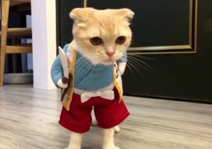 折耳猫为什么不能养一定会发病吗，不犯病也会有身体缺陷 折耳猫为什么不能养一定会发病吗