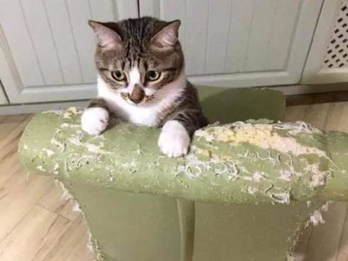 猫咪临死前的六个特殊征兆，出现一个就好好的陪伴它吧 猫咪临死前瞳孔图片