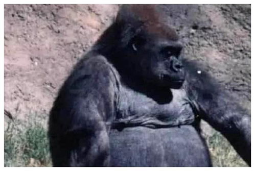 比利猿真的存在吗，据传狮子豹子是其最爱的食物 喜欢月下哀号 24个比利真的存在吗