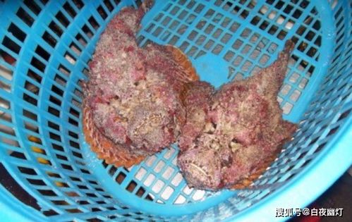 人面鱼是真的吗，真实存在眼睛和鼻子都像人 鲤鱼与鳜鱼的后代 人面鱼事件是真的吗