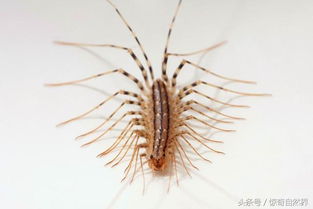 蚰蜒有毒吗怎么读，因长相恐怖被误解的无毒益虫 能消灭害虫 蚰蜒怎么读?