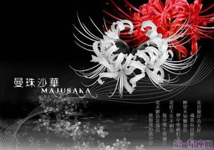 彼岸花花语是什么意思，绝望的爱/无尽的思念/纯洁无瑕的心灵 彼岸花的寓意和花语