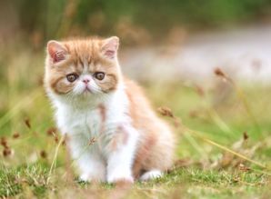 加菲猫多少钱一只为什么不能养，2千就能买到幼猫 可以家养 纯黑加菲猫多少钱一只