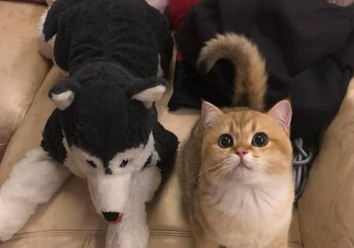 橘猫多少钱一只为什么千万不能养，几乎免费 很容易长胖 橘猫在国外多少钱一只
