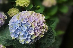 绣球花为什么又叫死人花人花，据说会招鬼 其实是象征吉祥的花 绣球花有多少个品种
