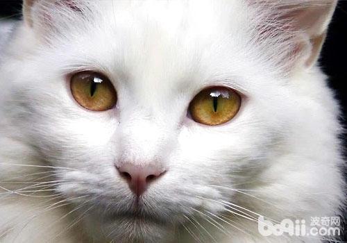 波斯猫多少钱一只，纯种1000元起 性格与特点介绍 蓝色波斯猫多少钱一只