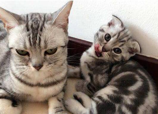虎斑猫多少钱一只好养吗，1500就能买到 性乖巧很容易养 狸花猫