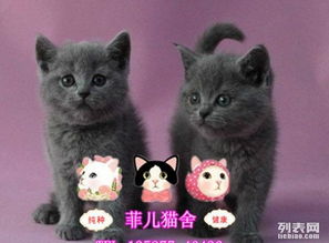 蓝猫多少钱一只好养吗，1500就能买到 性格文静非常好养 纯种蓝猫价格多少钱一只