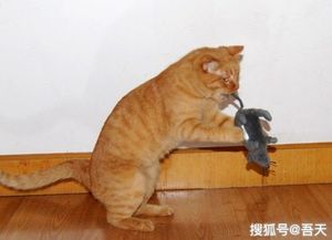 猫为什么吃老鼠，老鼠含有猫所需的营养物质 三大原因 猫为什么吃老鼠牛磺酸