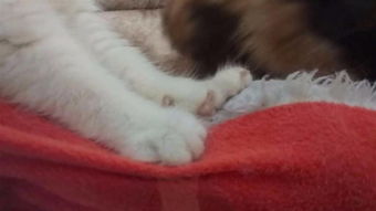 猫咪踩奶是什么意思，用爪子踩踏柔软的地方 促进猫奶分泌行为 猫咪踩奶是什么意思