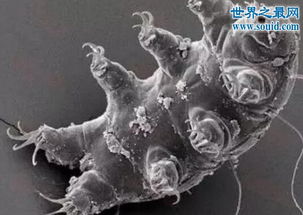 水熊虫寿命是多少年，长达两百年 可以生存在太空和辐射中 水熊虫多少度