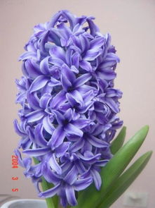 风信子花语及代表意义，颜色不同寓意不同 白色代表纯洁爱情 风信子花语图片