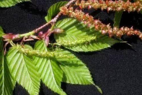 世界濒临灭绝的植物有哪些? 世界濒临灭绝的鱼类