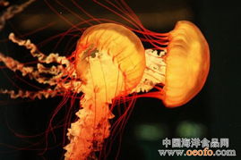 世界十大最有毒动物排名 世界十大有毒生物排名