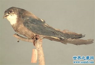 世界上飞得最快的鸟排名 世界上飞得最快的鸟是什么鸟?