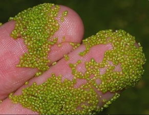 世界上最小的花是什么? 世界上最小的花是什么花樱桃无花果海棠