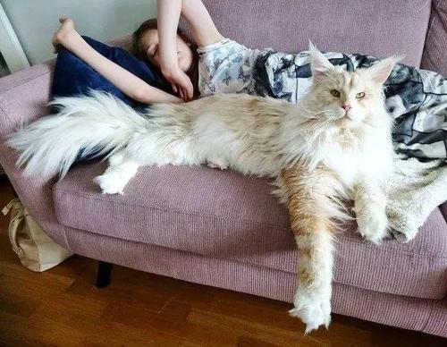 世界上最大的猫排名,看看那些大猫有多大 世界上最大的猫有多少斤