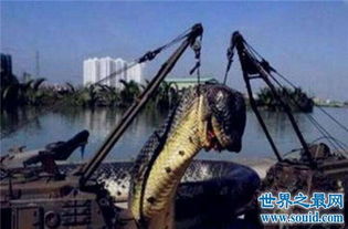 广西桂平挖蛇事件 网上流传的蛇挖掘事件 广西桂平挖蛇事件真相