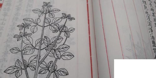 哪个朝代是救荒本草? 救荒食书哪个朝代
